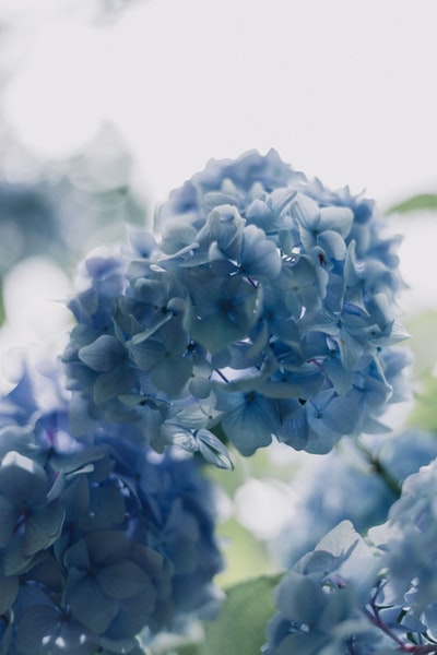 蓝瓣花